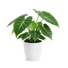 Homalomena plant in white pot, green leaf with white petioles isolated on white