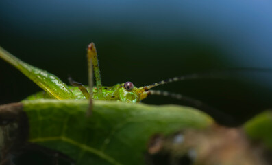 Grasshopper. An insect photographed in its natural habitat. Natural background. High detail and sharpness. 