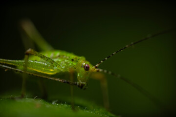 Grasshopper. An insect photographed in its natural habitat. Natural background. High detail and...