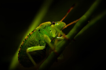 Grasshopper. An insect photographed in its natural habitat. Natural background. High detail and...