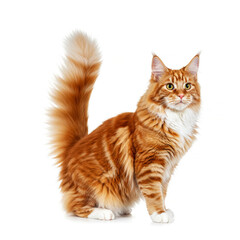 Obraz premium Orange Maine Coon cat isolated on white background