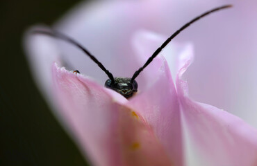 Oedemeridae. An insect photographed in its natural habitat. Natural background. High detail and...