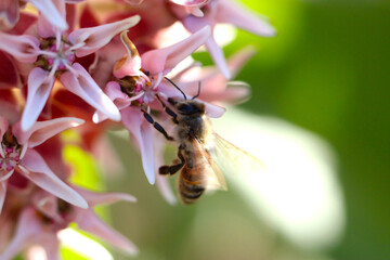 Honeybee on Milkweed 04