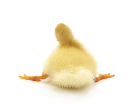 One duckling with their back turned.