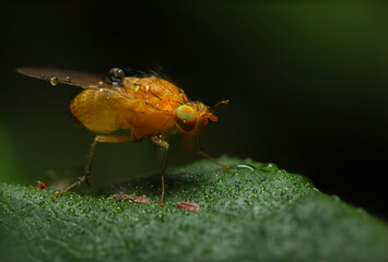 A fly photographed in its natural habitat. Natural background. Macro photography