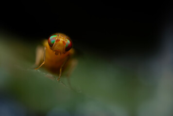 A fly photographed in its natural habitat. Natural background. Macro photography