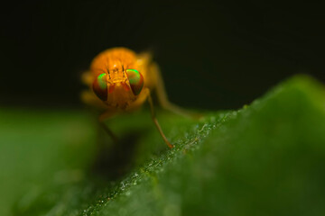 A fly photographed in its natural habitat. Natural background. Macro photography