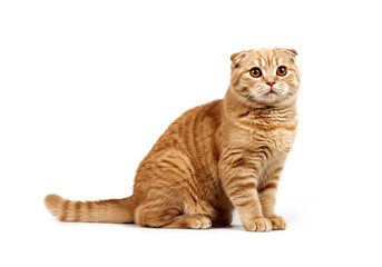 Scottish Fold cat isolated on white background
