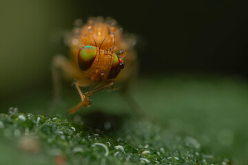 A fly photographed in its natural habitat. Natural background. Macro photography