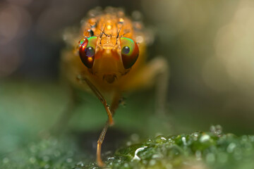 A fly photographed in its natural habitat. Natural background. Macro photography