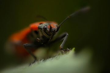 Flame bedbug. Macro photo. Nature background. 