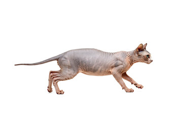 Sphynx cat isolated on white background