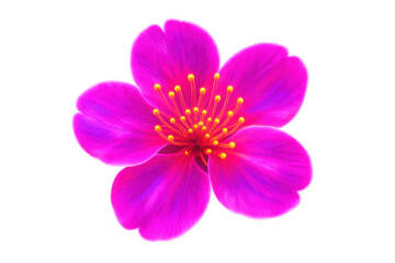 Vibrant pink blossom revealing delicate yellow stamens, standing against transparent backdrop, highlighting botanical elegance