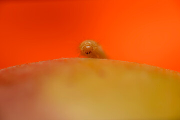 A fruit worm crawling around on an apricot fruit. Apple maggot