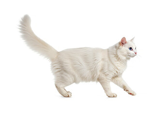 Turkish Angora cat isolated on white background