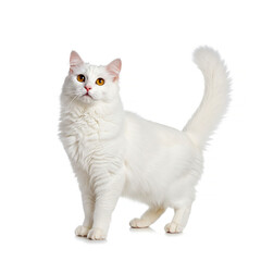 Turkish Angora cat isolated on white background