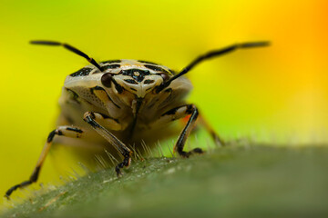 An insect photographed in its natural habitat. Natural background.