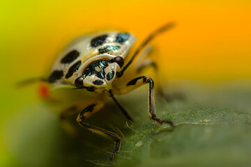 An insect photographed in its natural habitat. Natural background.