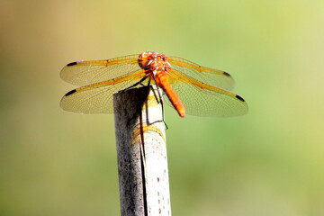 Dragonfly Backside 02