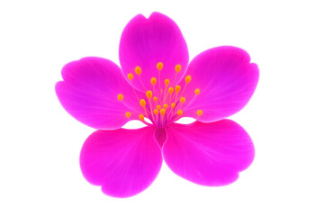Obraz premium Vibrant pink flower featuring soft petals, yellow stamens, transparent backdrop highlighting delicate botanical details for graphic design
