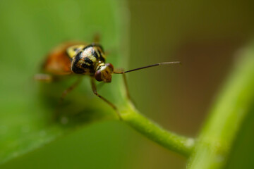 Naklejka premium An insect photographed in its natural habitat. Natural background. Lygus pratensis. 