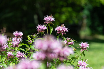 Bee balm (monarda) flowers in bloom