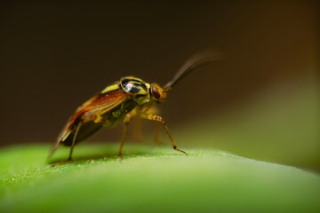 An insect photographed in its natural habitat. Natural background. Lygus pratensis. 