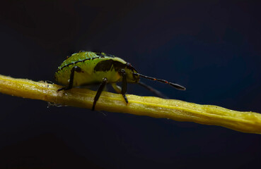 An insect photographed in its natural habitat. Natural background.