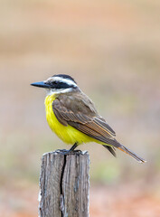 A well-lit image of a Great Kiskadee bem-te-vi (Pitangus sulphuratus), with selective focus highlighting its vibrant yellow breast. The bird is highlighted against a blurred background. Brazilian Bird