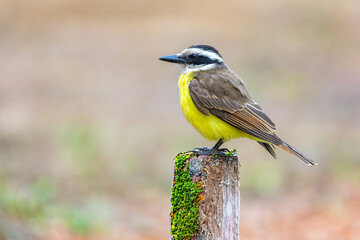 A well-lit image of a Great Kiskadee bem-te-vi (Pitangus sulphuratus), with selective focus highlighting its vibrant yellow breast. The bird is highlighted against a blurred background. Brazilian Bird
