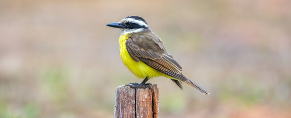 A well-lit image of a Great Kiskadee bem-te-vi (Pitangus sulphuratus), with selective focus...