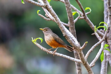 Purple-breasted Thrush (Turdus rufiventris), a bird symbol of Brazil, captured in natural light that highlights its vibrant colors. Perfect photo.Sabiá laranjeira