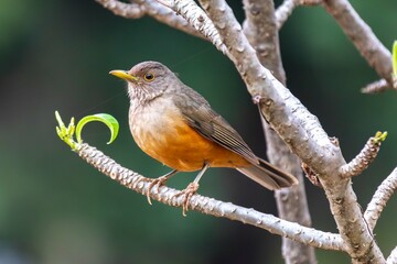 Purple-breasted Thrush (Turdus rufiventris), a bird symbol of Brazil, captured in natural light that highlights its vibrant colors. Perfect photo.Sabiá laranjeira