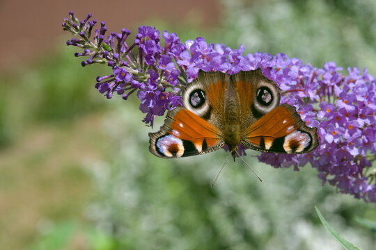 Rusałka pawik (Aglais io)