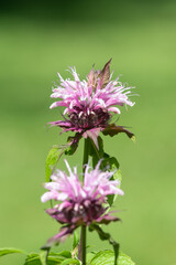 Fototapeta premium Close up of a bee balm (monarda) flower in bloom