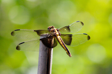 Widow Skimmer Backside 01