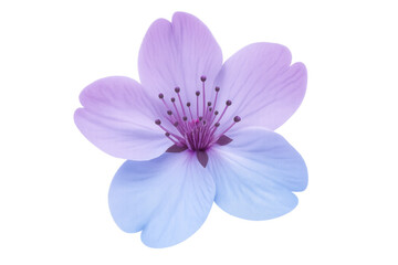 Fototapeta premium Beautiful cherry blossom with detailed stamen and pistil on transparent background, perfect for spring and floral designs