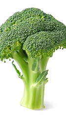Fresh Broccoli Floret with Green Stem on White Background CloseUp Detail