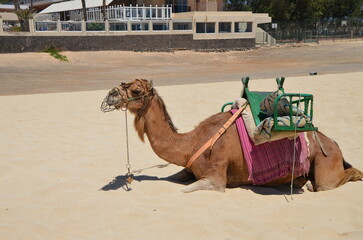 A camel waits for tourists for a ride