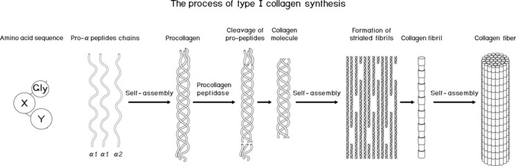 Coloring page with multi-step process of type I collagen synthesis. Scheme of collagen biosynthesis for biology lessons