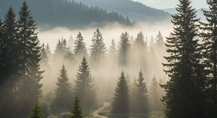 Obraz premium Ethereal Forest: Sunbeams Pierce Misty Pines Along Winding Path