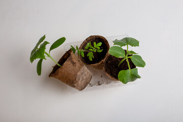 young cucumber and tomato seedlings in a peat pot in a plastic container are prepared for planting...