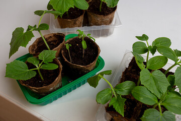young cucumber and tomato seedlings in a peat pot in a plastic container are prepared for planting...