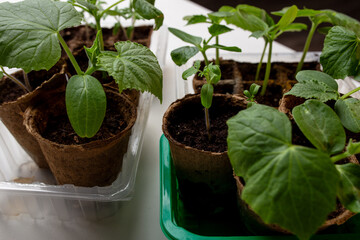 young cucumber and tomato seedlings in a peat pot in a plastic container are prepared for planting...