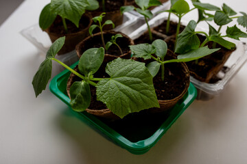 young cucumber and tomato seedlings in a peat pot in a plastic container are prepared for planting...