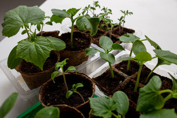 young cucumber and tomato seedlings in a peat pot in a plastic container are prepared for planting on a farm plot in a greenhouse. space for text