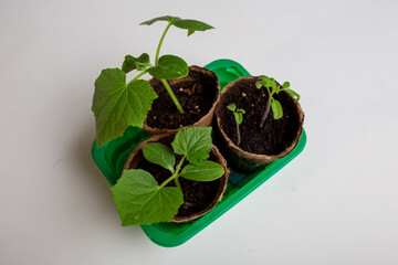 young cucumber and tomato seedlings in a peat pot in a plastic container are prepared for planting...