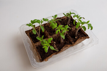 young cucumber and tomato seedlings in a peat pot in a plastic container are prepared for planting...