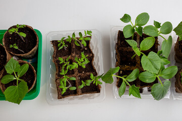 young cucumber and tomato seedlings in a peat pot in a plastic container are prepared for planting on a farm plot in a greenhouse. space for text