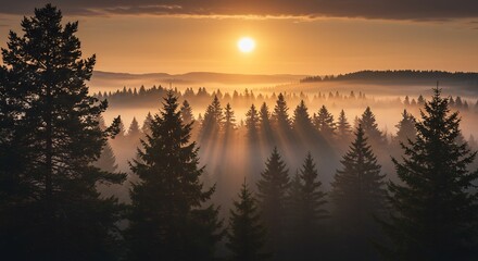 Obraz premium Ethereal Sunrise: Golden Light Through Misty Evergreen Forest Landscape